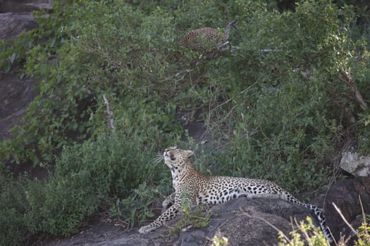 Leopard Kenya Africa savannah wild animal cat mammal
