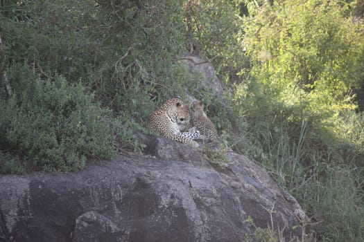 Leopard Kenya Africa savannah wild animal cat mammal