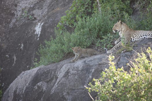 Leopard Kenya Africa savannah wild animal cat mammal