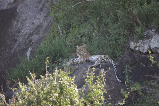 Leopard Kenya Africa savannah wild animal cat mammal