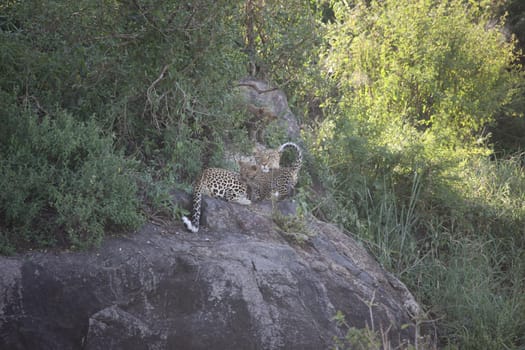 Leopard Kenya Africa savannah wild animal cat mammal