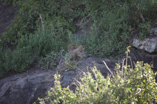 Leopard Kenya Africa savannah wild animal cat mammal