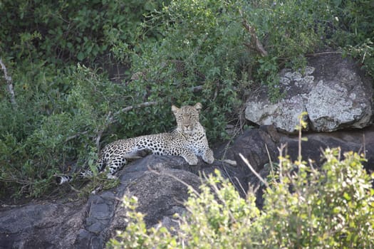 Leopard Kenya Africa savannah wild animal cat mammal