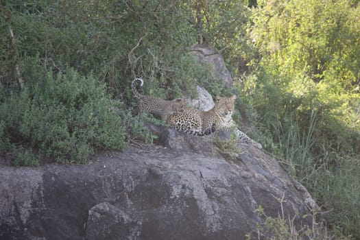 Leopard Kenya Africa savannah wild animal cat mammal