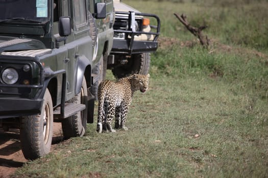 Leopard Kenya Africa savannah wild animal cat mammal