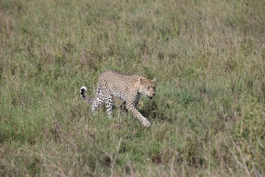 Leopard Kenya Africa savannah wild animal cat mammal