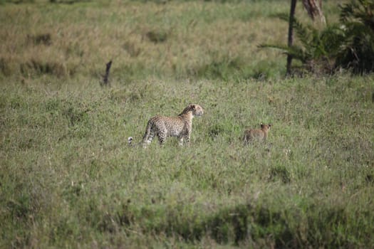 Leopard Kenya Africa savannah wild animal cat mammal