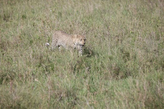 Leopard Kenya Africa savannah wild animal cat mammal