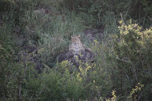 Leopard Kenya Africa savannah wild animal cat mammal