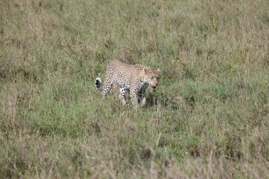 Leopard Kenya Africa savannah wild animal cat mammal