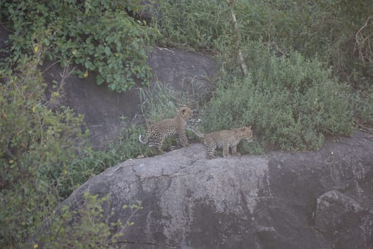 Leopard Kenya Africa savannah wild animal cat mammal