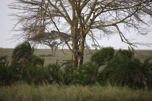 Leopard Kenya Africa savannah wild animal cat mammal