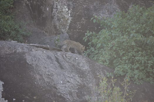 Leopard Kenya Africa savannah wild animal cat mammal