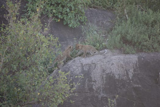 Leopard Kenya Africa savannah wild animal cat mammal