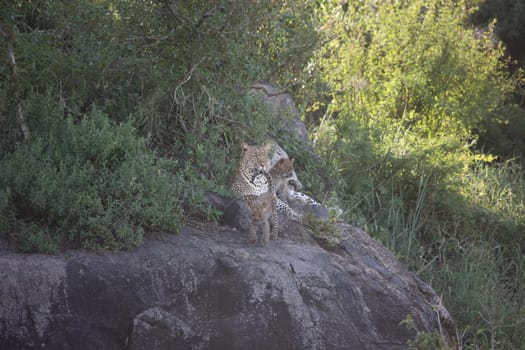 Leopard Kenya Africa savannah wild animal cat mammal