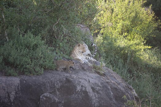 Leopard Kenya Africa savannah wild animal cat mammal