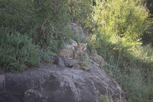 Leopard Kenya Africa savannah wild animal cat mammal