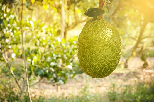 young Jackfruit in the farm with soft light, tropical fruit