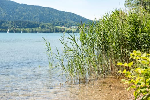 Shore of Lake Tegernsee in Bavaria with reeds and stones