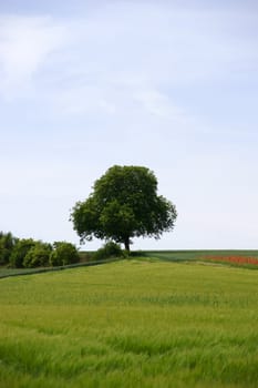A tree stands on the top of a hilly landscape behind meadows and fields.