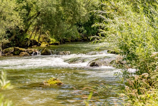 Mountain stream flows through the forest
