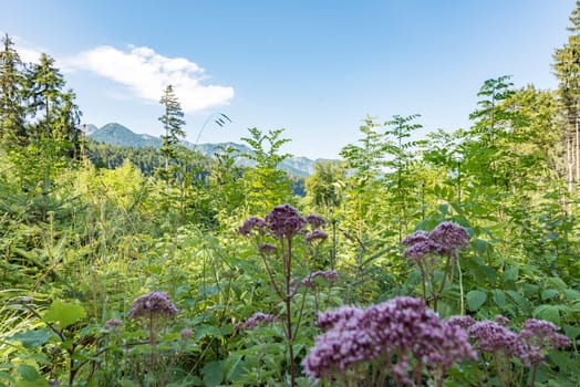 Wild herbs in front of a mountain massif