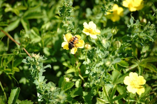 The macro close-up of a hedgehog fly on a yellow flower.
