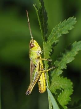 Meadow grasshopper
