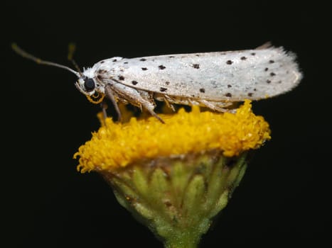 Grape cherry spun moth