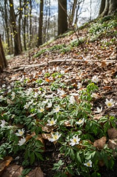 Spring beams beautiful white anemones popping up the forest floor between winter's remains of brown autumn leaves