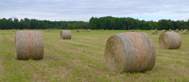 hay bale field farm agriculture rural landscape panoramic meadow