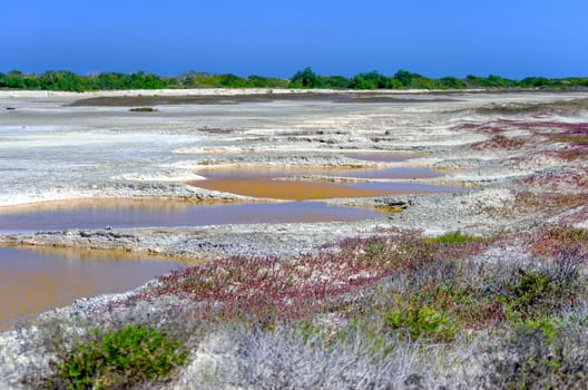 View of area with small pools of salt in Rio Lagartos in the Yucatan Peninsula in Mexico
