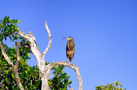 Bare throated tiger heron in a tree in Rio Lagartos, Mexico