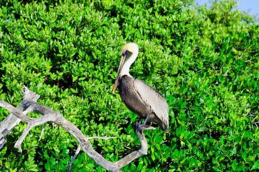 Pelican in a tree in Rio Lagartos in Mexico