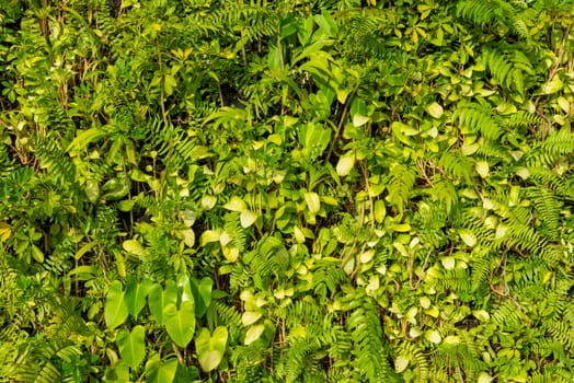 green leaf in agricultural farm for background.