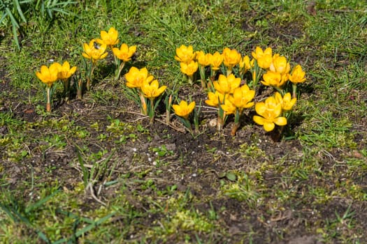 Crocus flowers in spring grow from the street plastic.