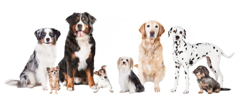 many different dog breeds against a white background,cronies
