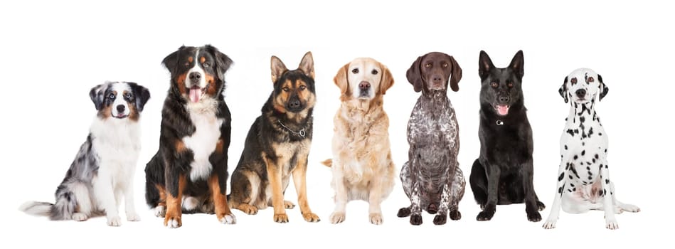 many different dog breeds against a white background,cronies