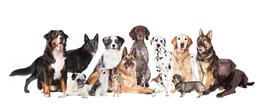 many different dog breeds against a white background,cronies