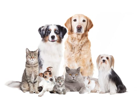 various dogs and cats against a white background,cronies