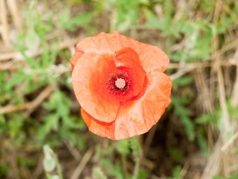 a red poppy up close in perfect light  England  UK