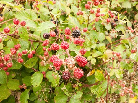 growing red and blackberries on a shrub  England  UK
