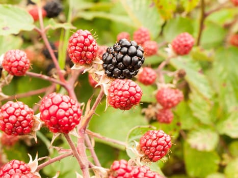 growing red and blackberries on a shrub  England  UK