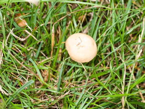 a white single mushroom cap from above in grass  England  UK