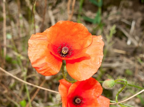 a red poppy up close in perfect light  England  UK
