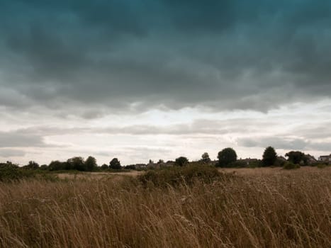 an empty back field lot with reeds grass and sky  England  UK