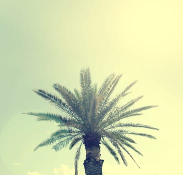 Palm tree on a Sardinian beach, retro film toned with lens flare and space for text on the top