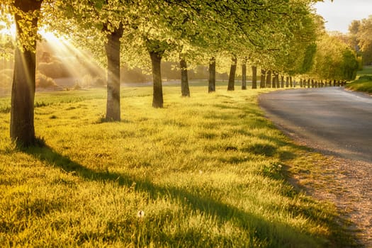 Beautiful sunset through a row of spring trees, next to a quiet rural road in Norfolk England