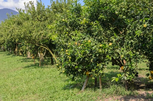 Orange fruit on its tree in the Orange orchard