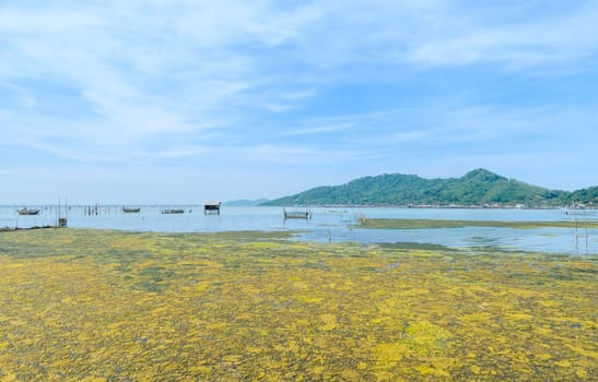Algal bloom in a tropical ocean and marine fish farming, Thailand